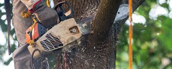 Why Choose Our Tree Removal Services in Ignacio, CO?